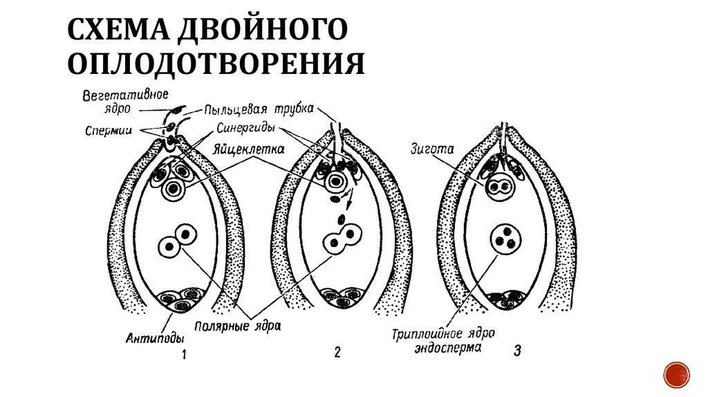 Формирование пыльцевых зерен и зародышевого мешка кратко