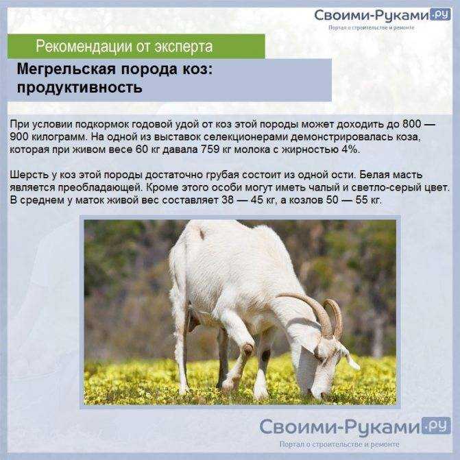 Коза животное. образ жизни, среда обитания и уход за козой | животный мир
