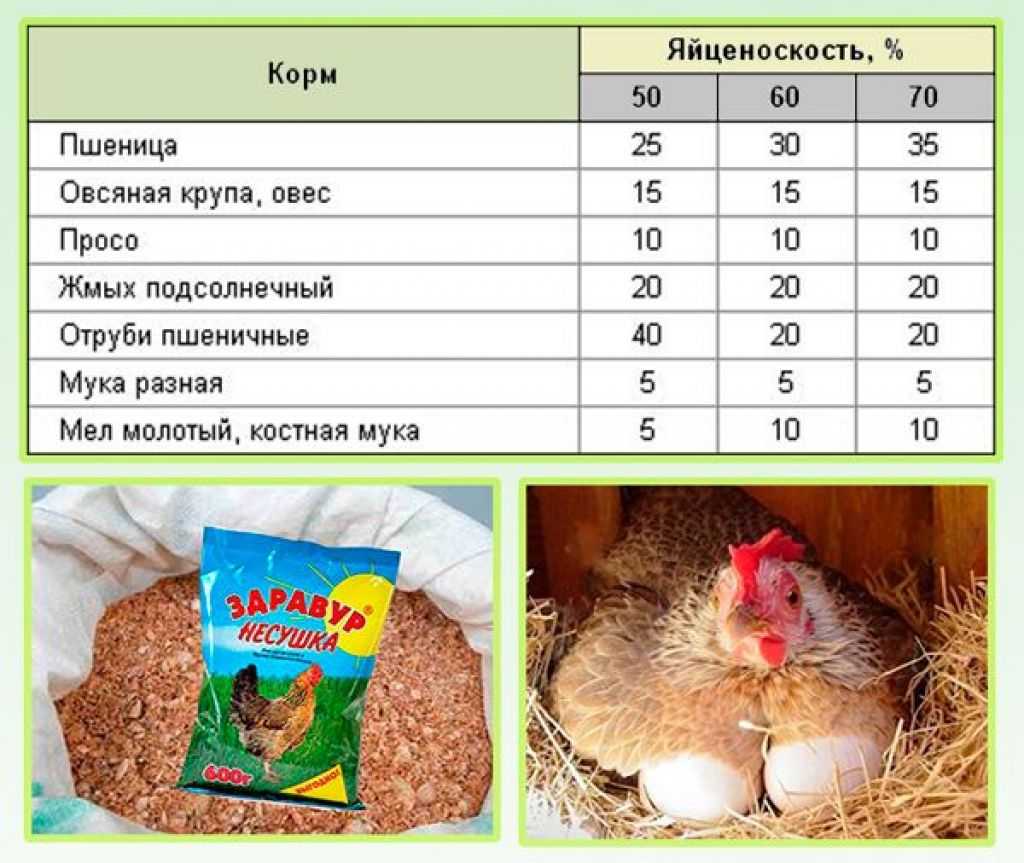Рацион питания для кур: практические советы по подбору сбалансированного состава пищи для птицы ао "витасоль"