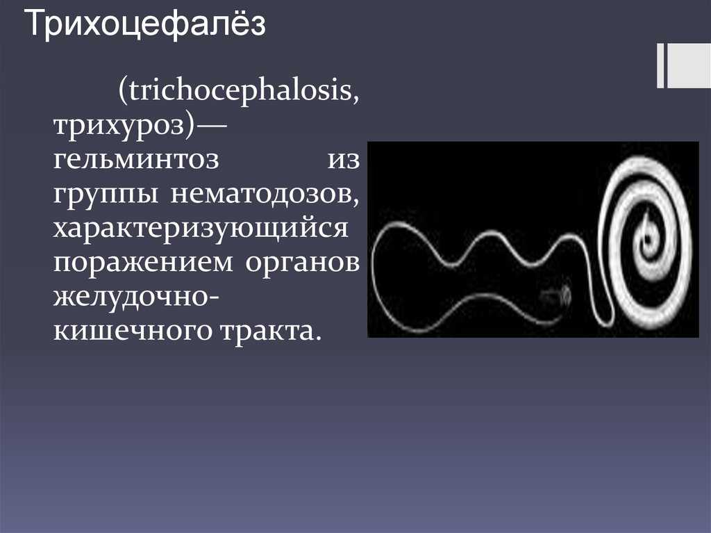 Биогельминты и геогельминты: характеристика и чем они опасны