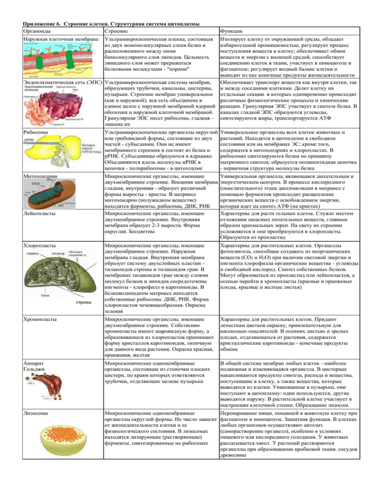 Клетка как биологическая система - прокариоты и эукариоты