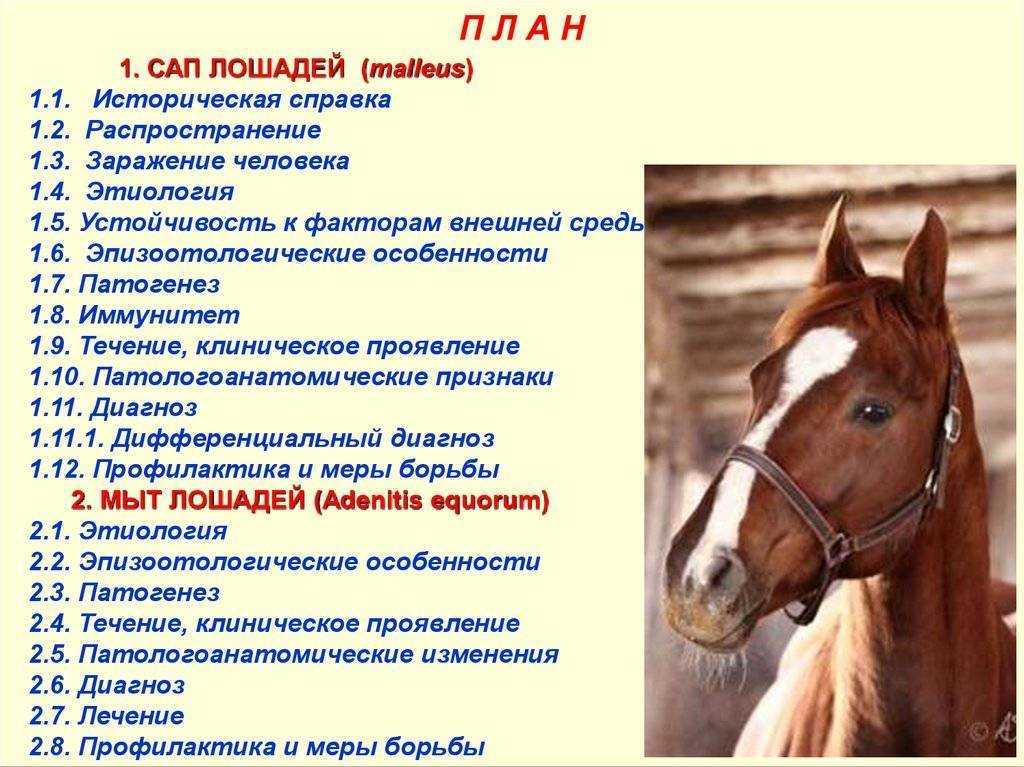 Трипаносомозы случная болезнь лошадей