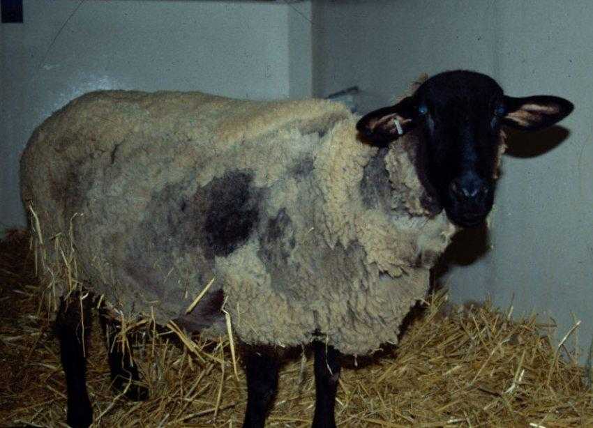 Борьба с мелофагозом овец: исследования специалистов вятской гса