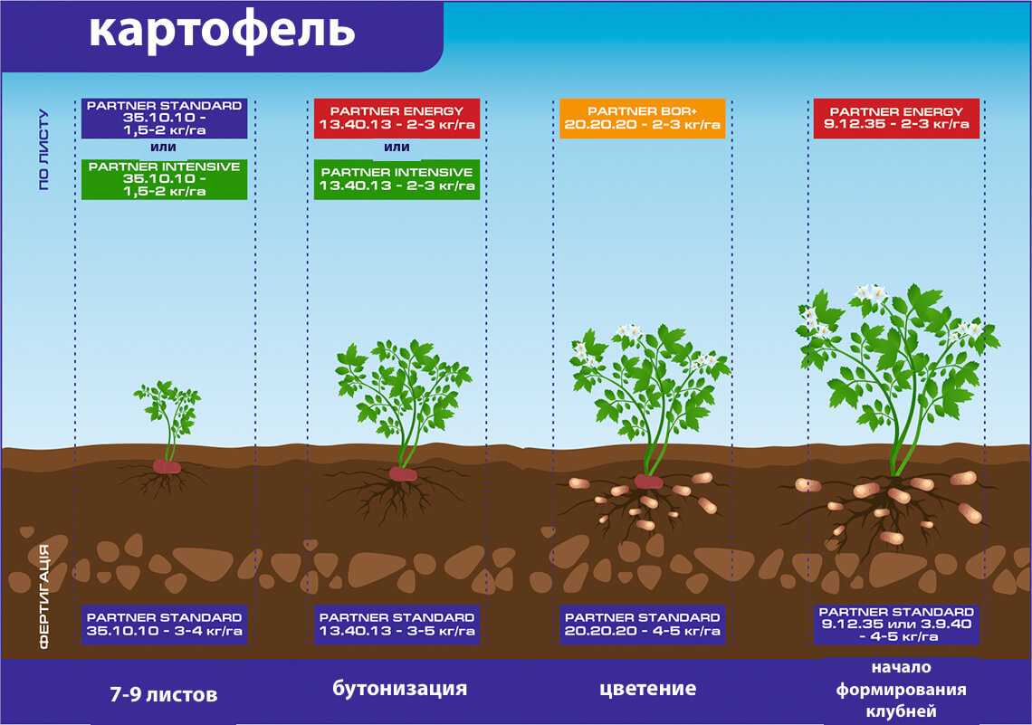✅ удобрения для картофеля - какие выбрать, правила и сроки подкормок, корневые и внекорневые подкормки