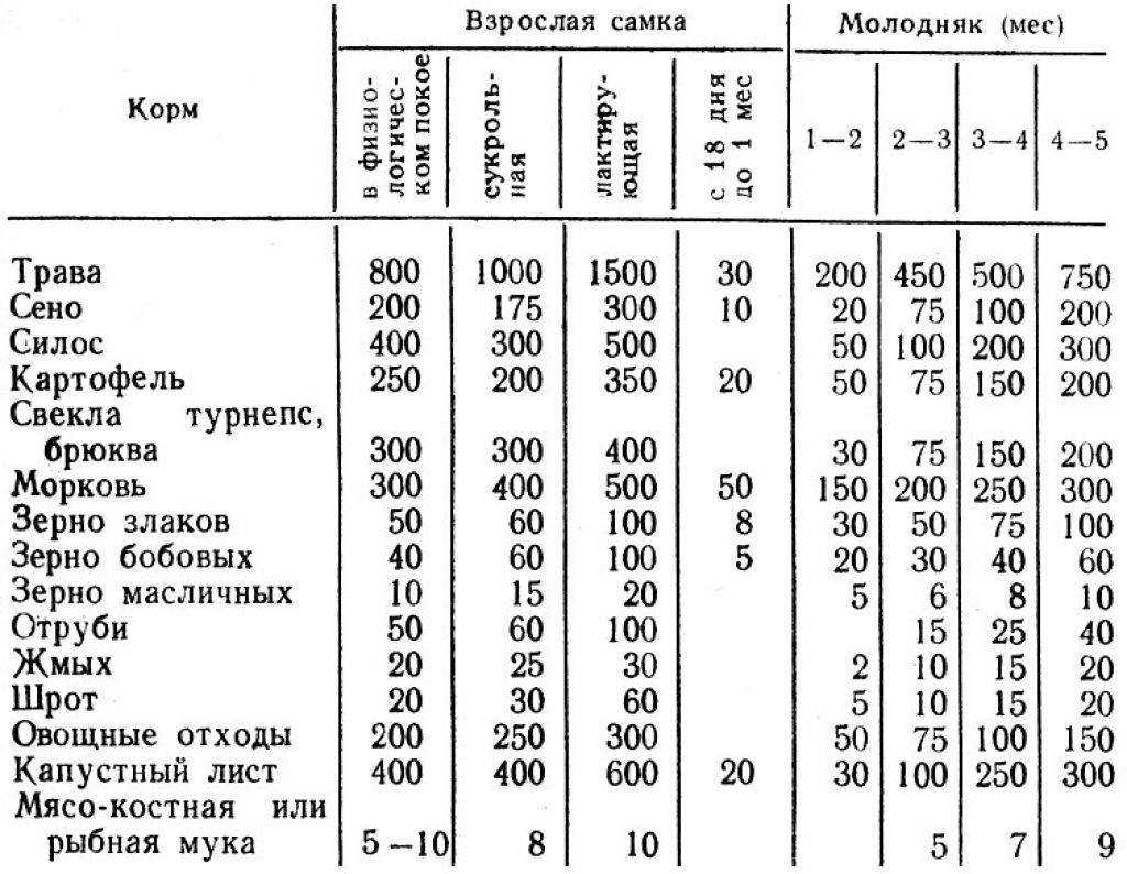 Рацион кролика в сутки - норма кормления кроликов в день