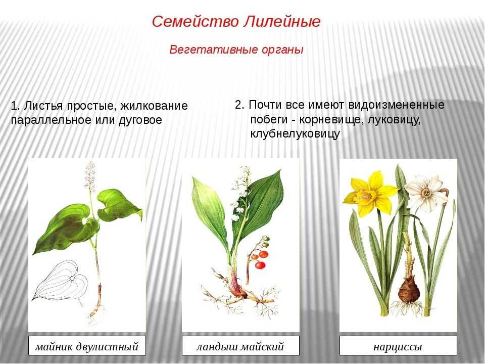 Какие есть ядовитые растения семейства лилейных? - узнавалка.про
