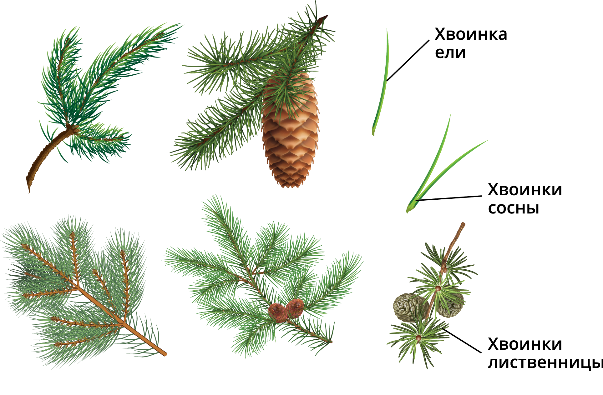 Размножение голосеменных растений – краткая схема (6 класс)