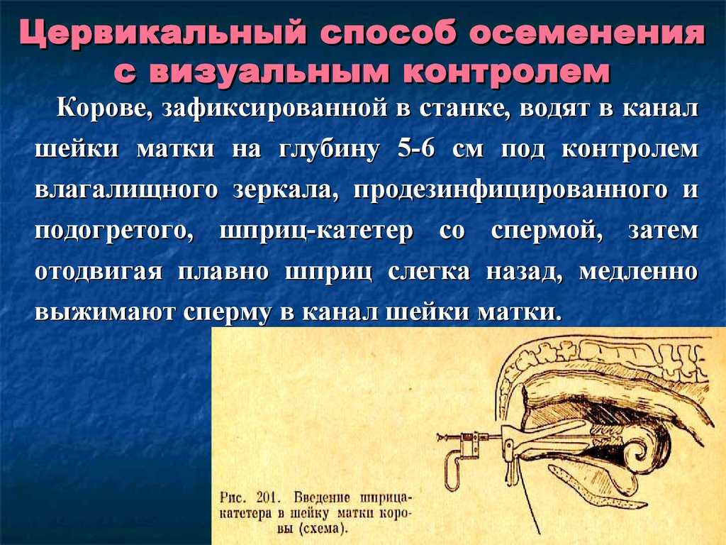 Разведение коров | методы искусственного осеменения коров
