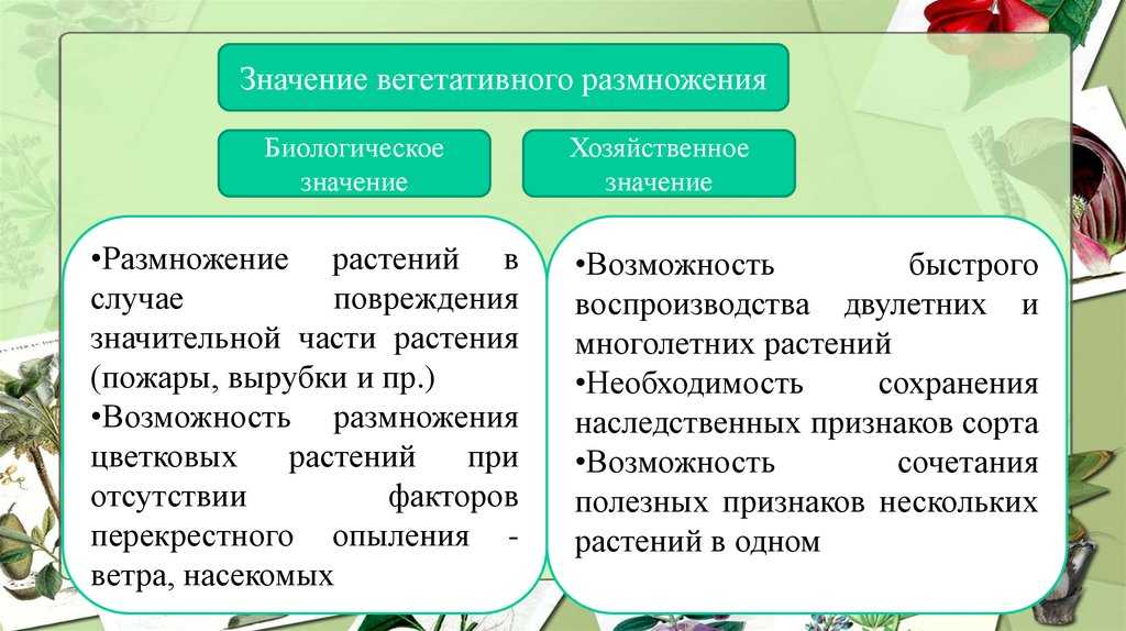 Биологическое значение размножения