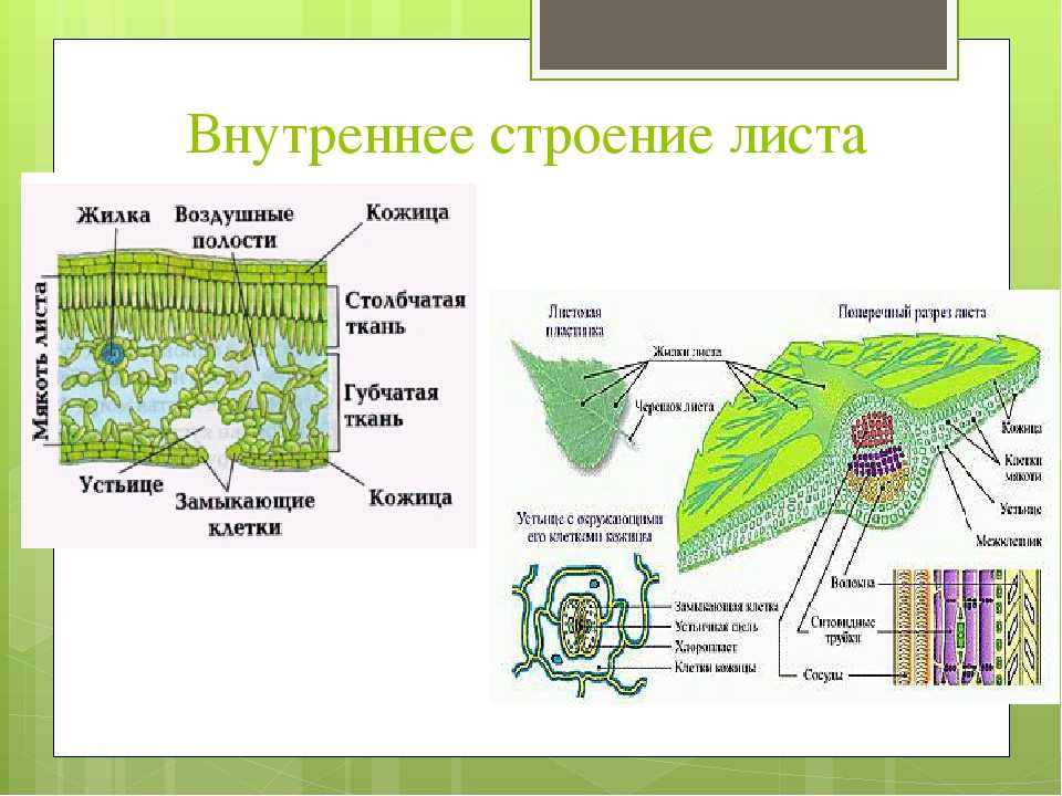 Почему устьица расположены на нижней стороне листа: основные причины | научно-популярный портал