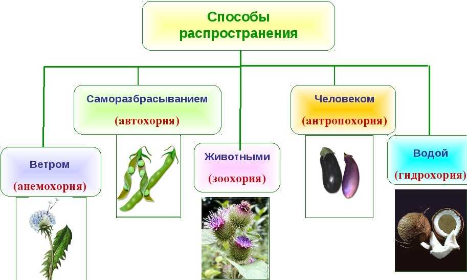Классификация семян растений: примеры