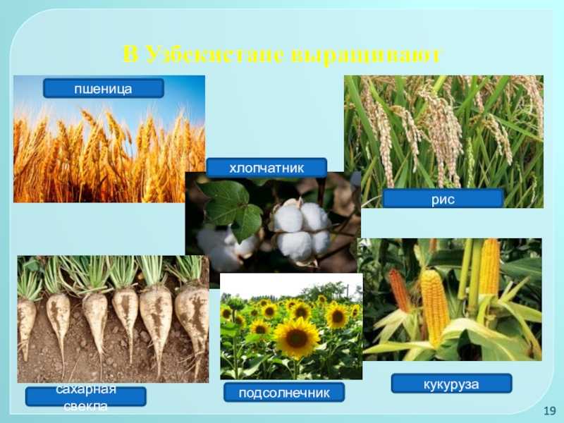 Жук-знахарь: какие болезни лечит? - домашнее лечение
