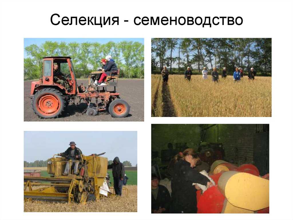 Основы селекции и семеноводства