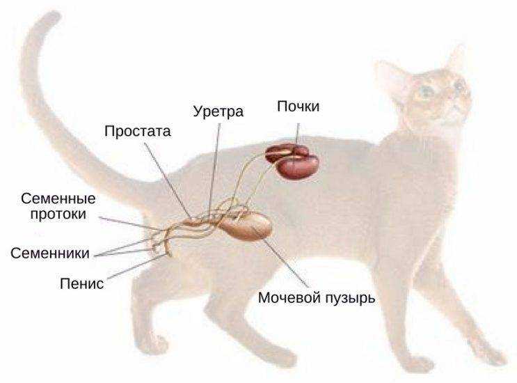 Как очистить крайнюю плоть у коня (с иллюстрациями)