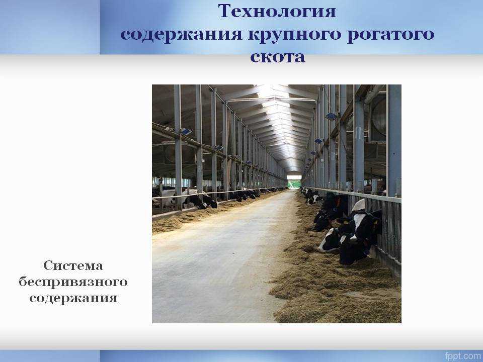 Способы и виды содержания крс