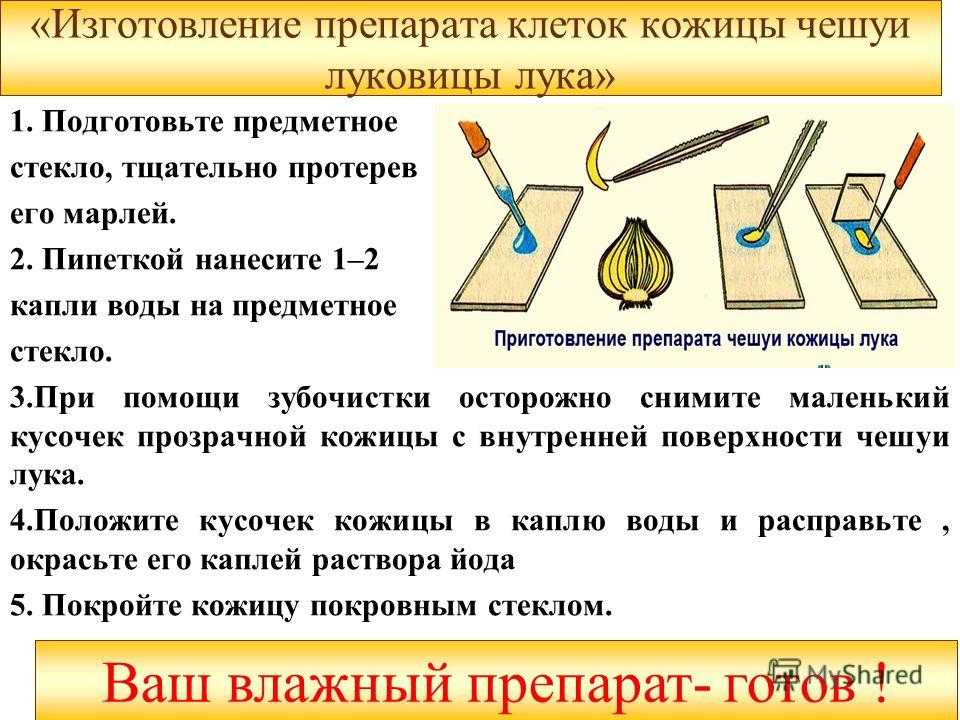 Строение луковицы лука. лук репчатый