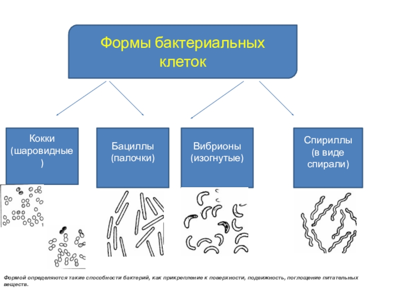 Способы классифицирования бактерий, основанные на изучении их морфологии - мир бактерий
