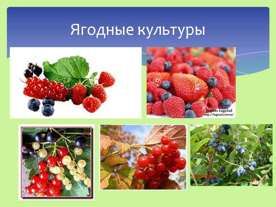 Выращивание плодовых и ягодных культур