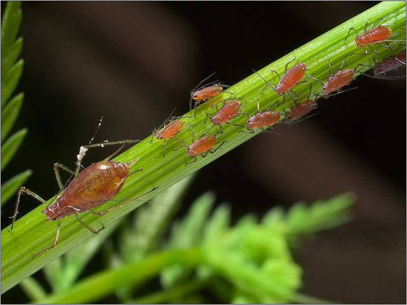 Обыкновенная злаковая тля schizaphis graminum