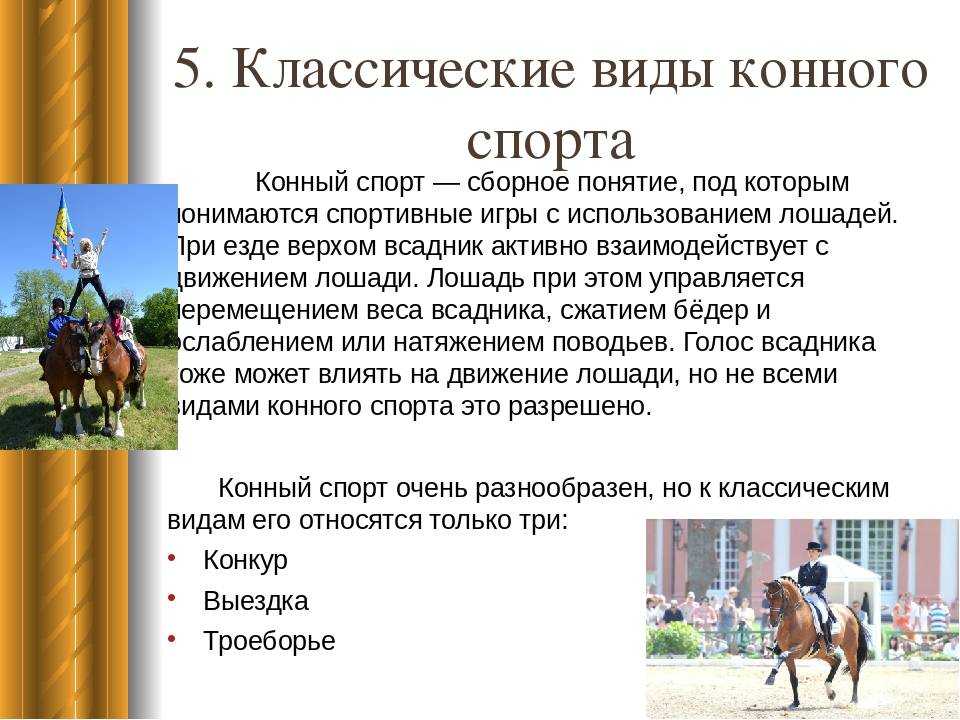 Правда башкирии: конный спорт в башкирии пришел в упадок из-за его руководителя шагаева александра евгеньевича