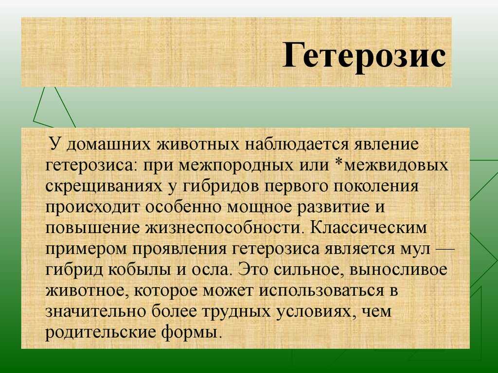 Гетерозис, его использование в селекционном процессе презентация, доклад, проект