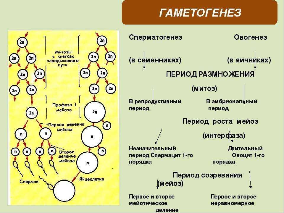 Хромосомы
