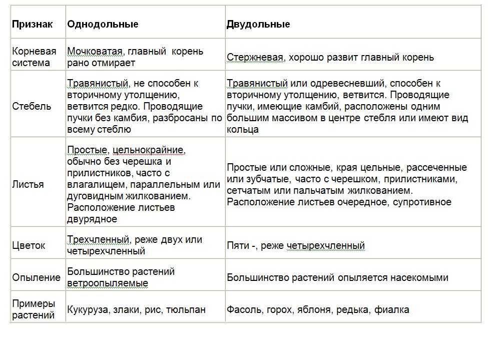 Алеурон