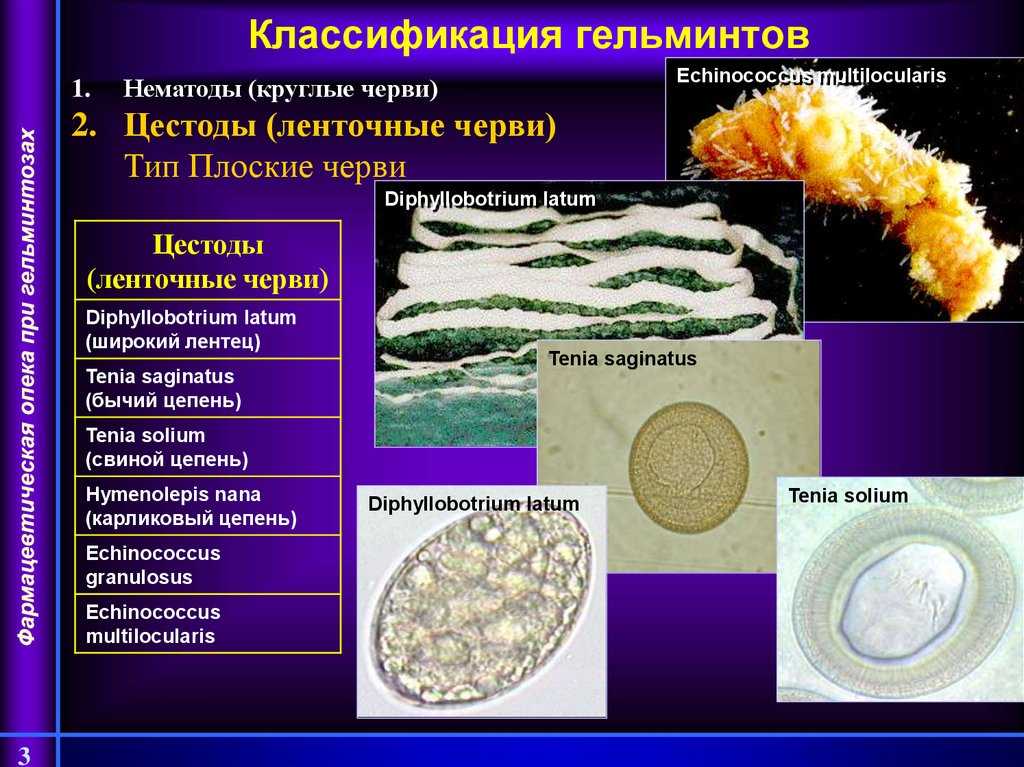 Биогельминты и геогельминты: что это такое, представители, пути заражения