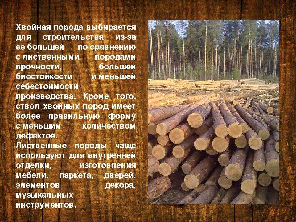 Древесина сосны: особенности, применение, свойства