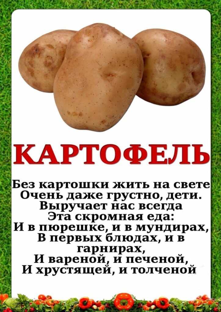Картофелины и драконы смотреть подряд все серии онлайн бесплатно в хорошем качестве
