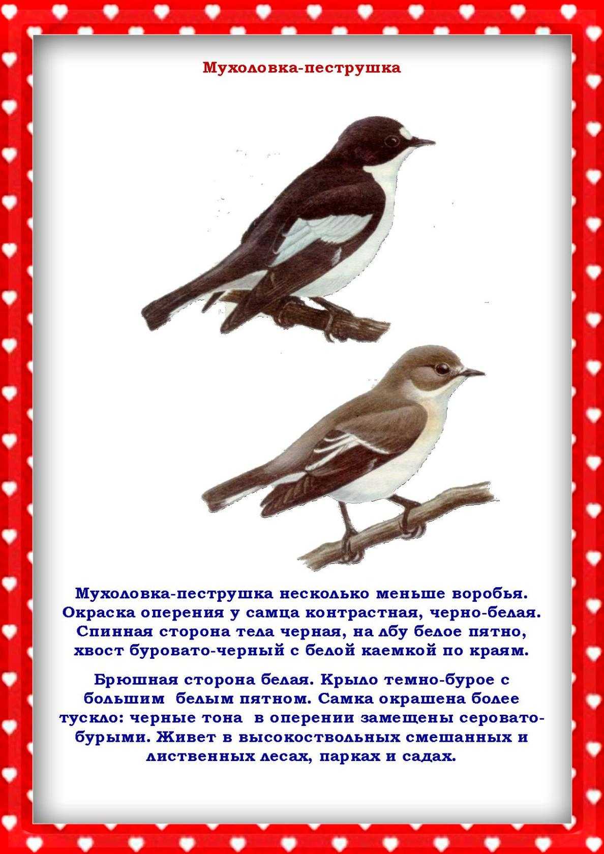 Польза птиц для окружающей среды и человека