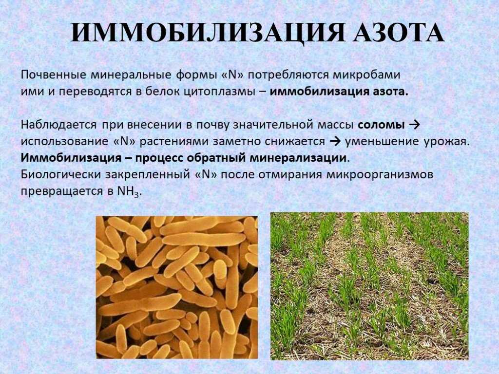 Азотные удобрения | справочник пестициды.ru