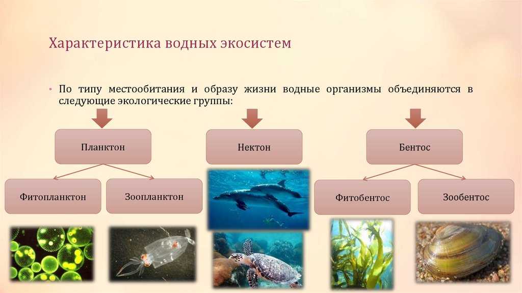 Адаптации организмов к условиям среды