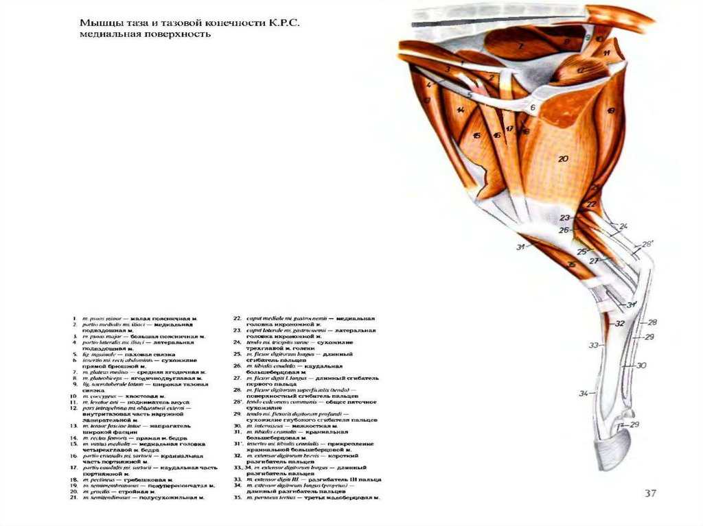 Мышцы конечностей животных