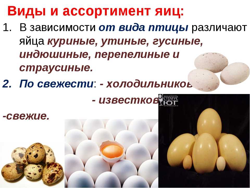 Яйцевые оболочки