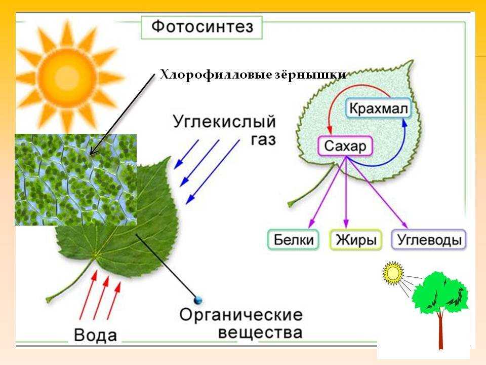 Фотодыхание