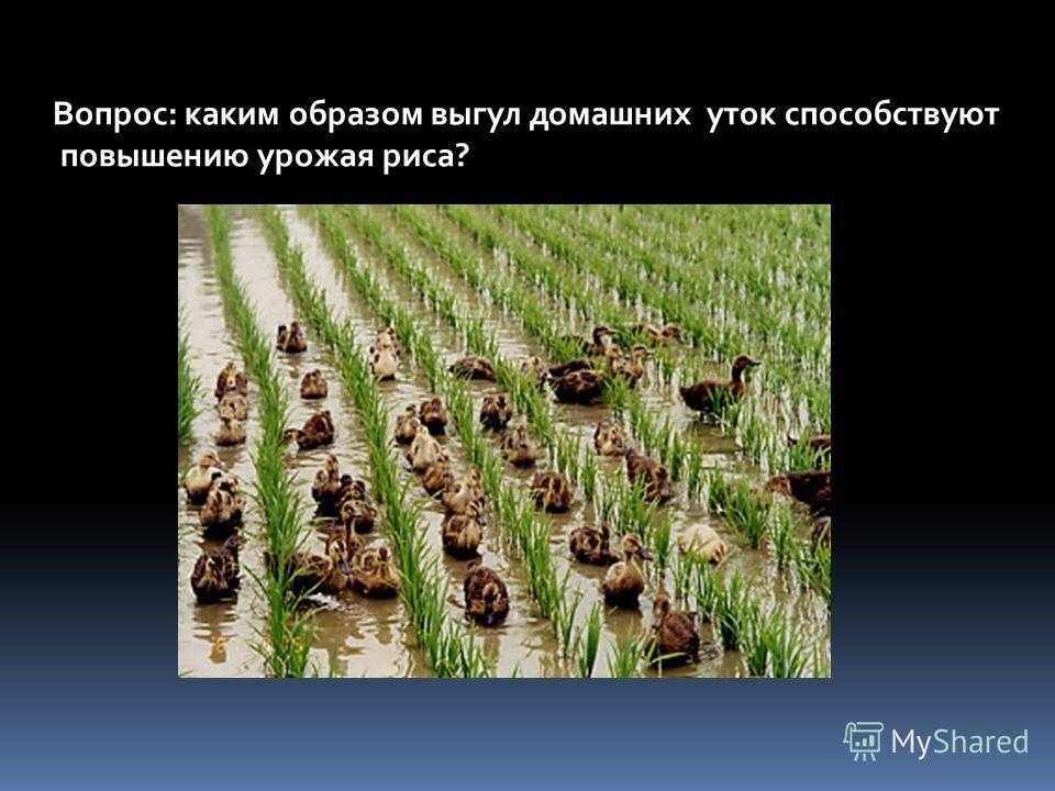 Зерно зерновых и бобовых культур и семена масличных культур, определение массы 1000 зерен или 1000 семян, гост 10842-89. товароведение.