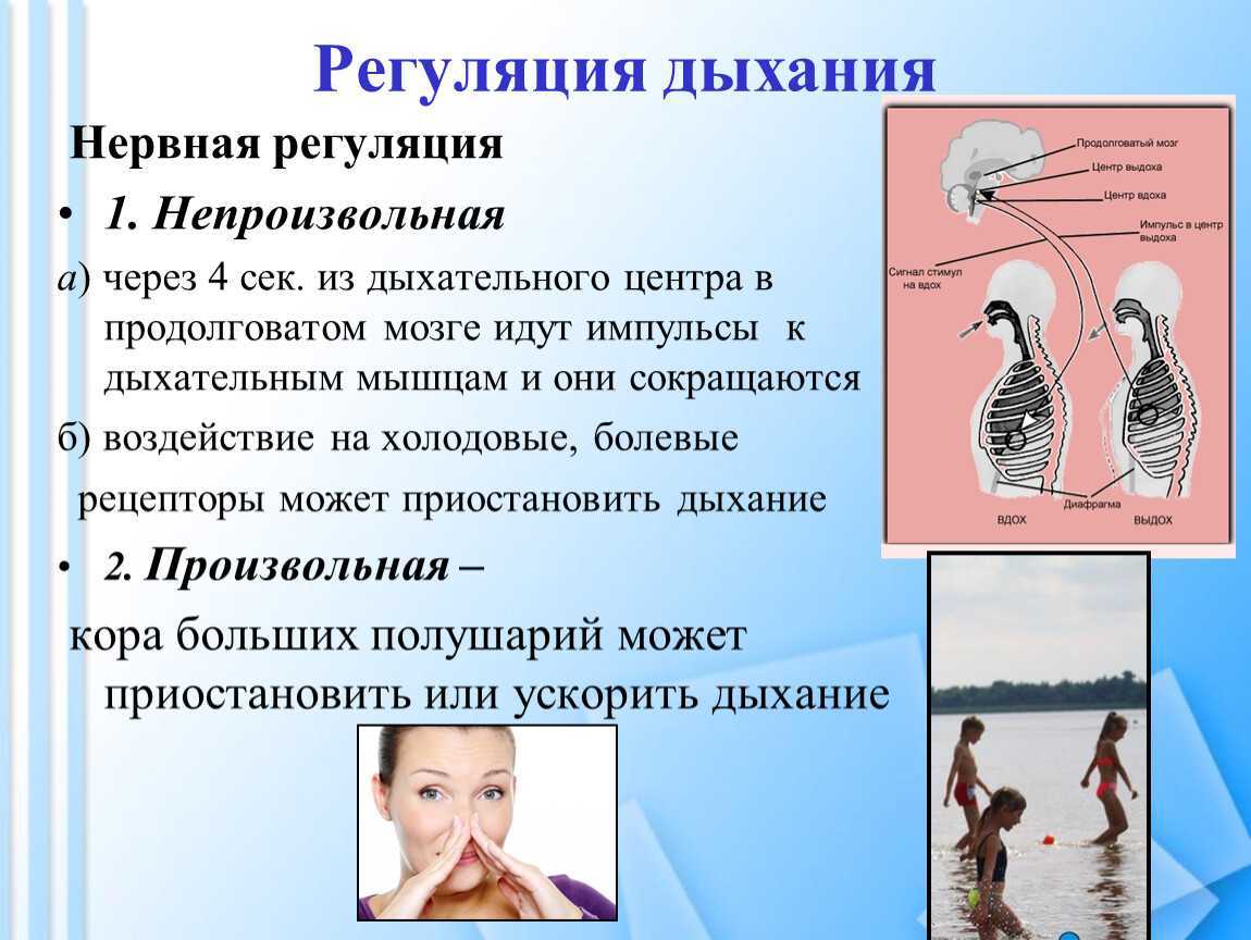 Как происходит процесс дыхания у человека?