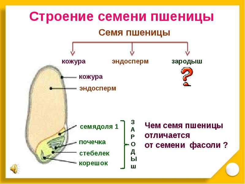 Состав зародыша семени пшеницы