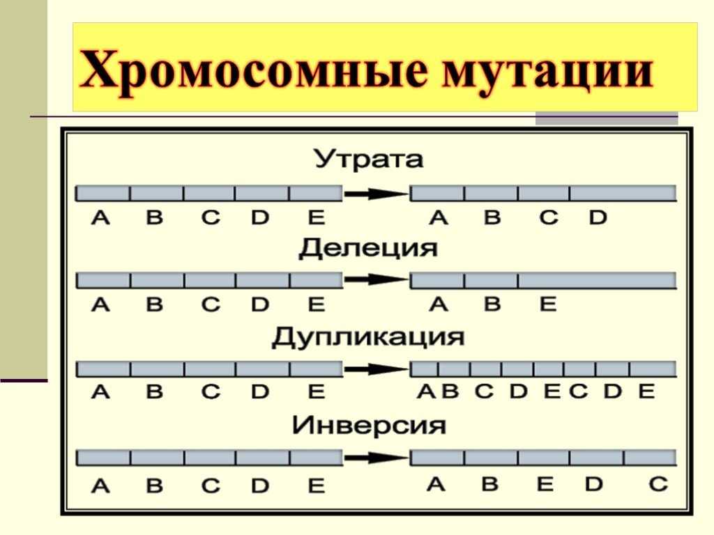 Хромосомные мутации презентация, доклад, проект