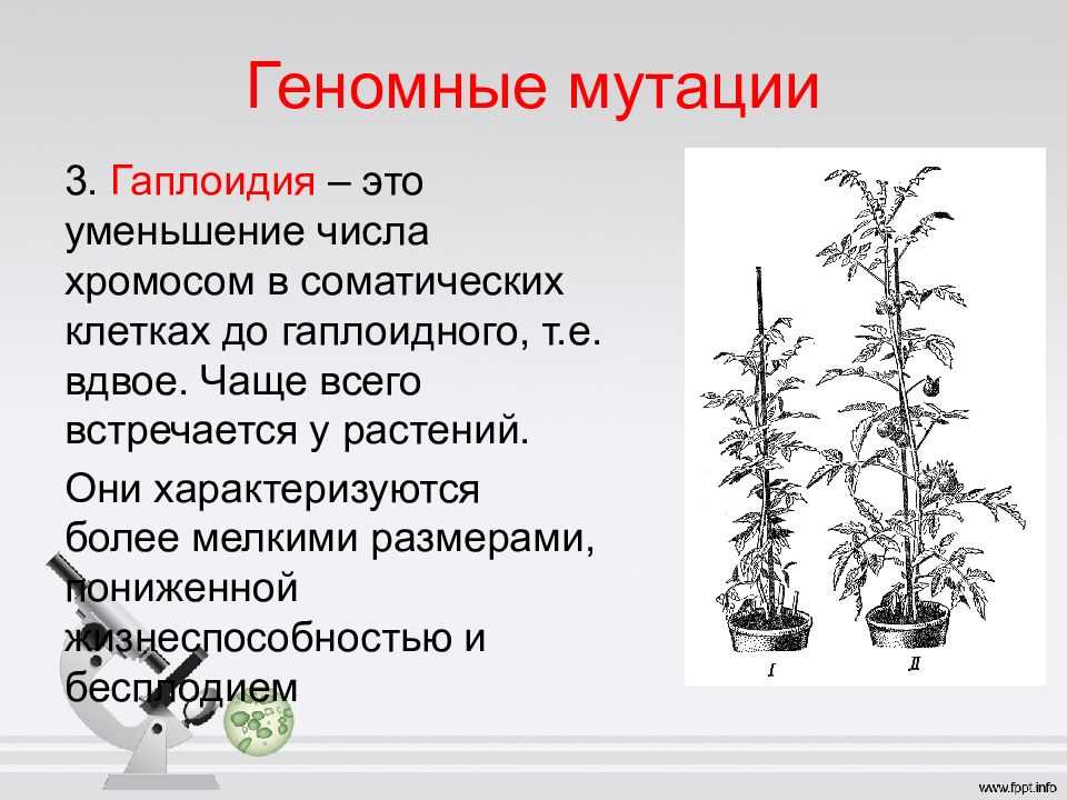 Плоидность - frwiki.wiki