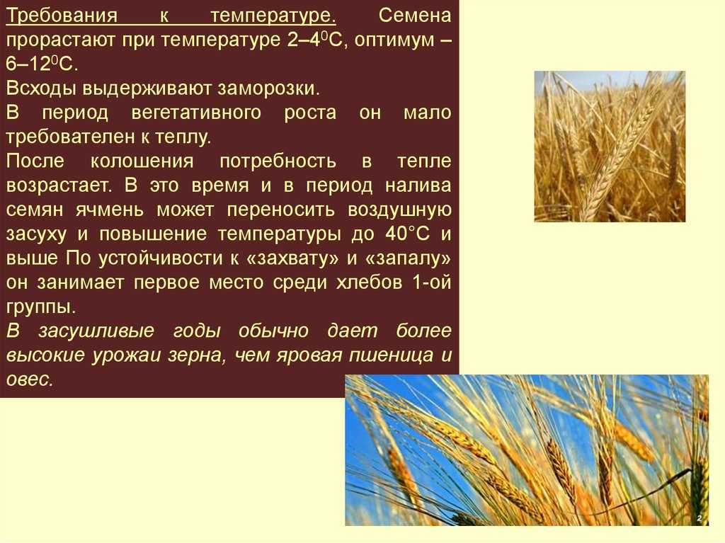 Характеристика озимого ячменя . технологии возделывания и уборки