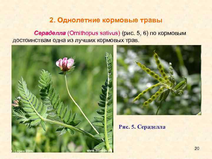 Сераделла — энциклопедия руниверсалис