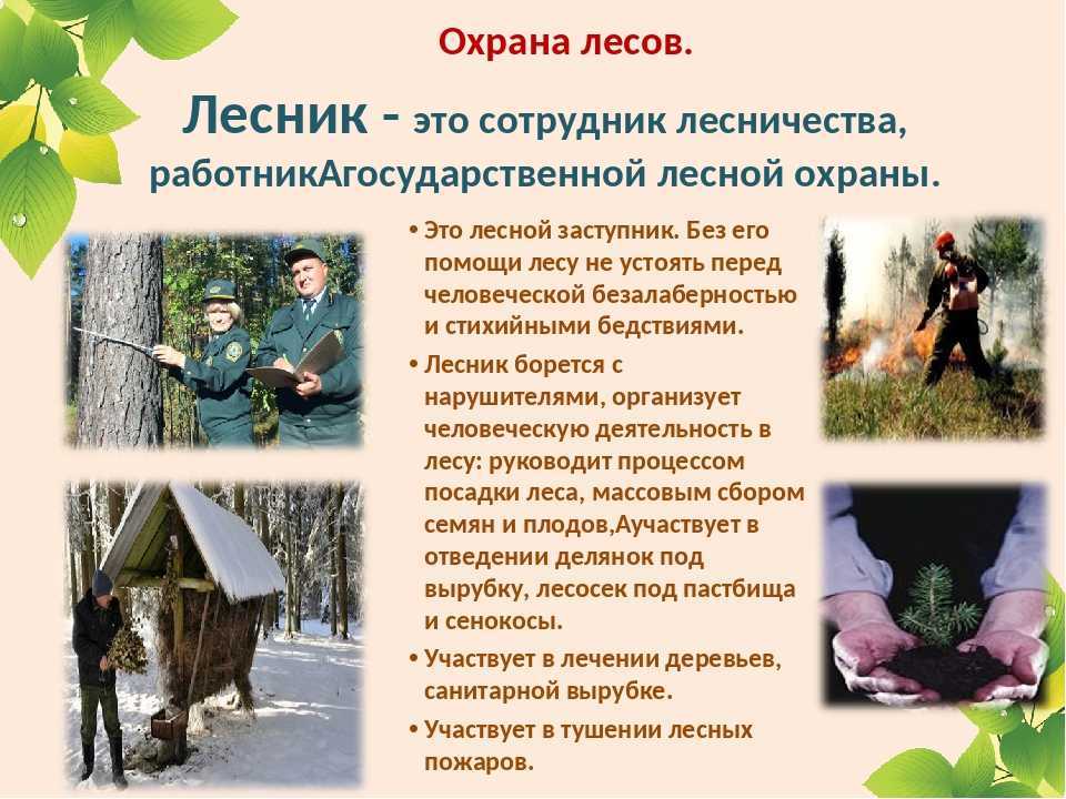 Лесная стража и лесничие глазами сельского населения алтайского округа после событий февральской революции