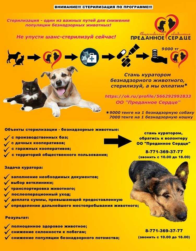 Стерилизация собак: виды, способы и методы | ваши питомцы