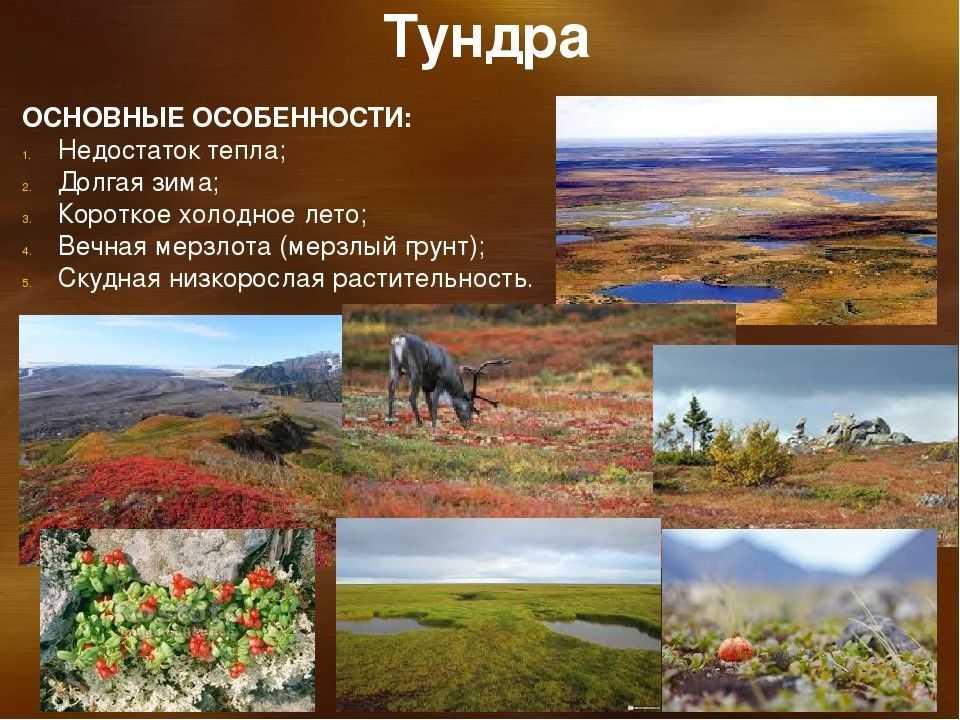 Природная зона россии тундра, план описания и харакетристика (почва, животные)