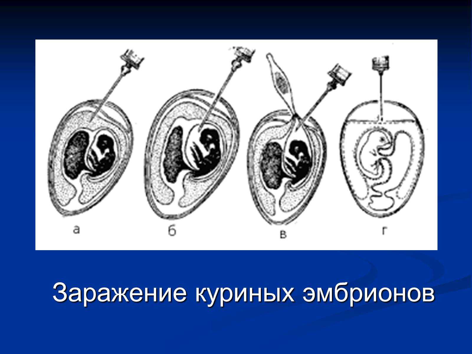 Выделение, идентификация и характеристика изолятов вирусов инфекционного бронхита кур и инфекционного ларинготрахеита птиц