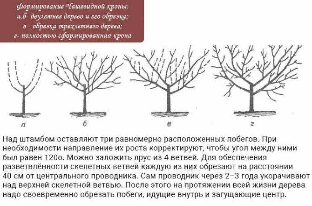 Описание и характеристики стелющейся яблони, особенности посадки и ухода
