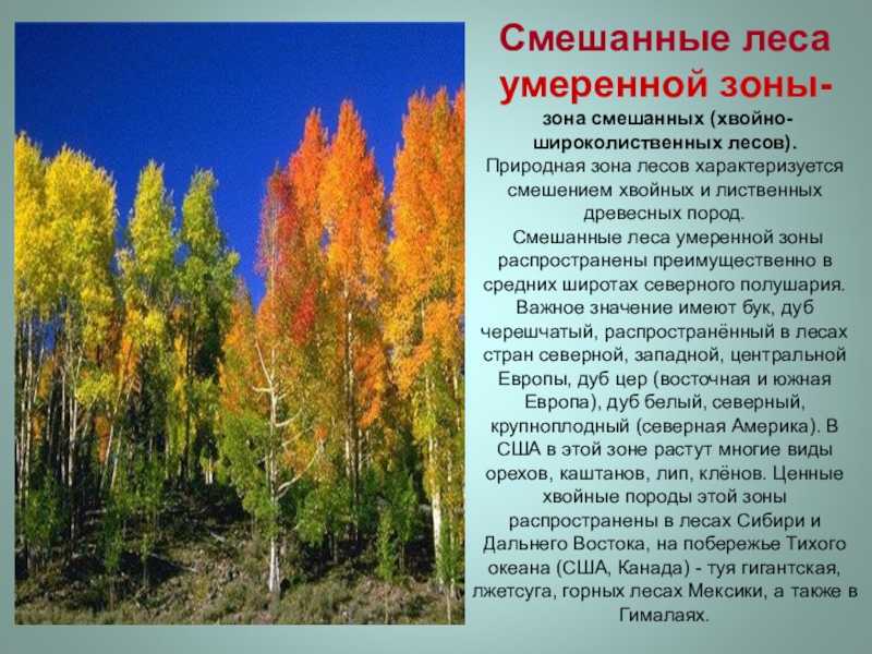 Хвойные леса