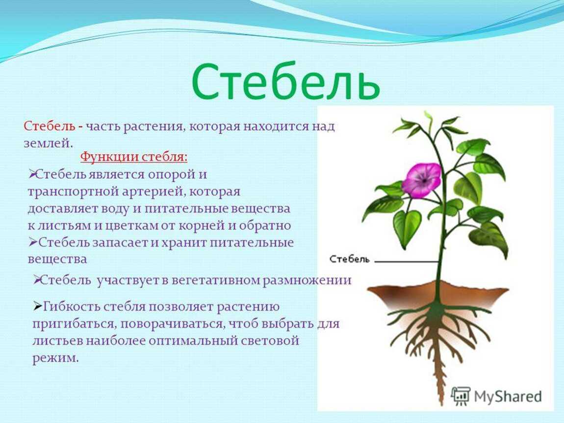Паренхимная клетка
 - большая энциклопедия нефти и газа, статья, страница 1